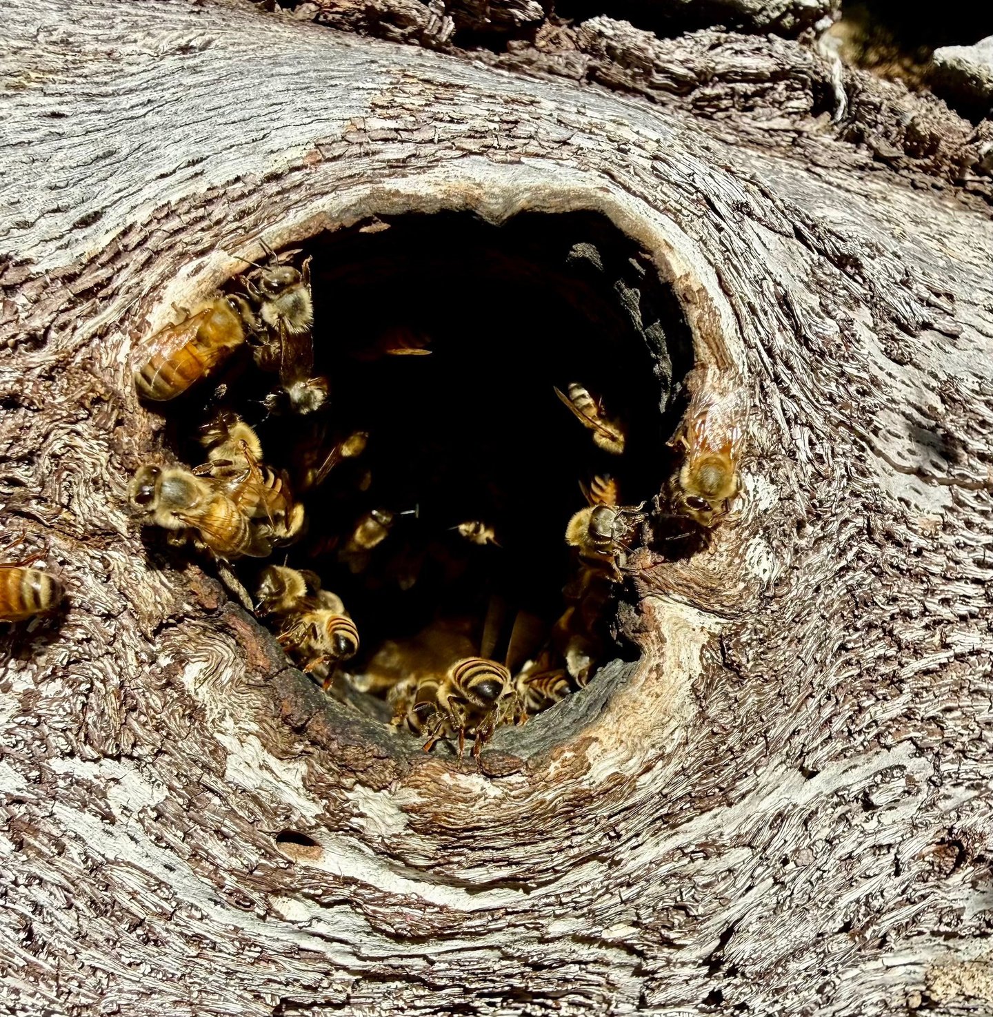 Bee Treatment in Menifee, Murrieta, and Temecula by Footprint Pest Management