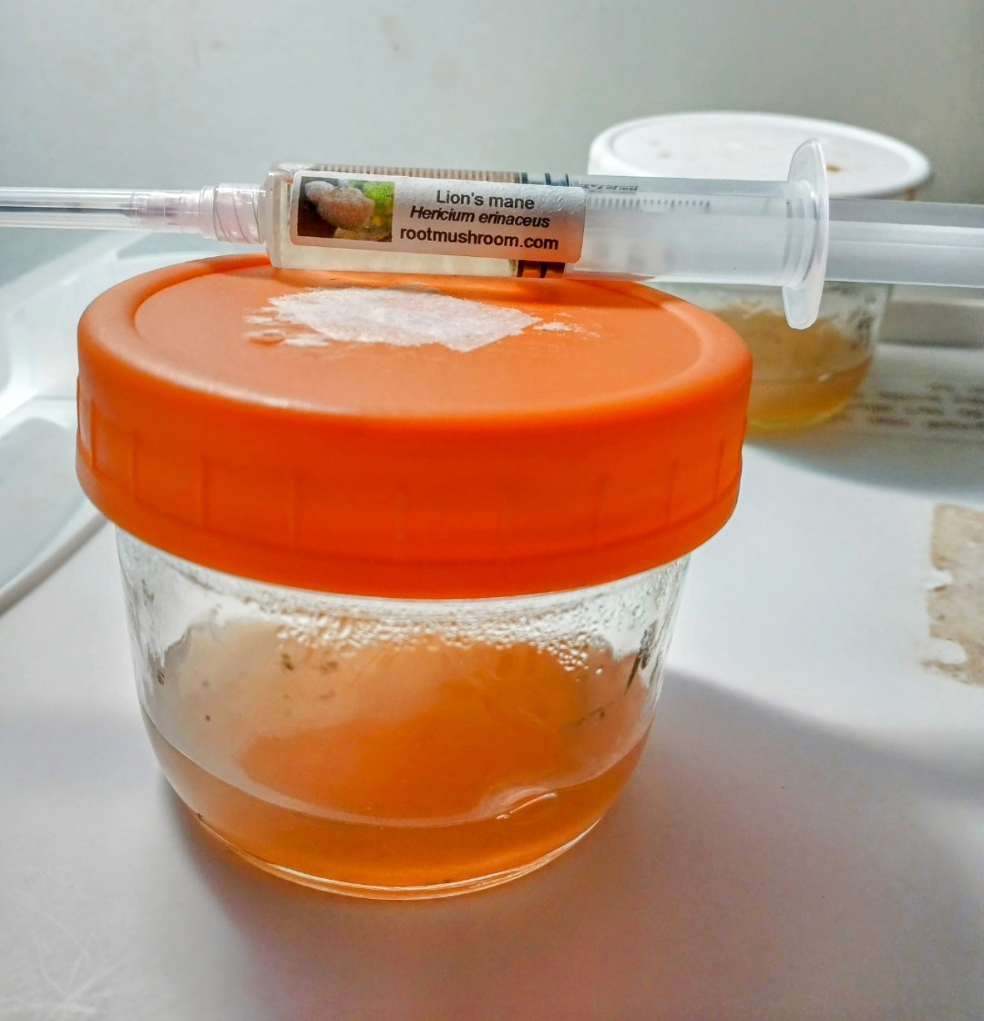 Liquid culture syringe resting on top of a no-pour agar jar, ready for inoculation in a gourmet mush
