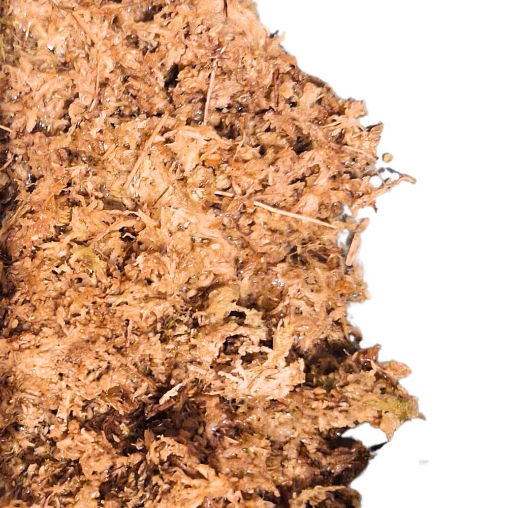 Sphagnum moss for indoor plants showing moisture-retaining texture used for propagation