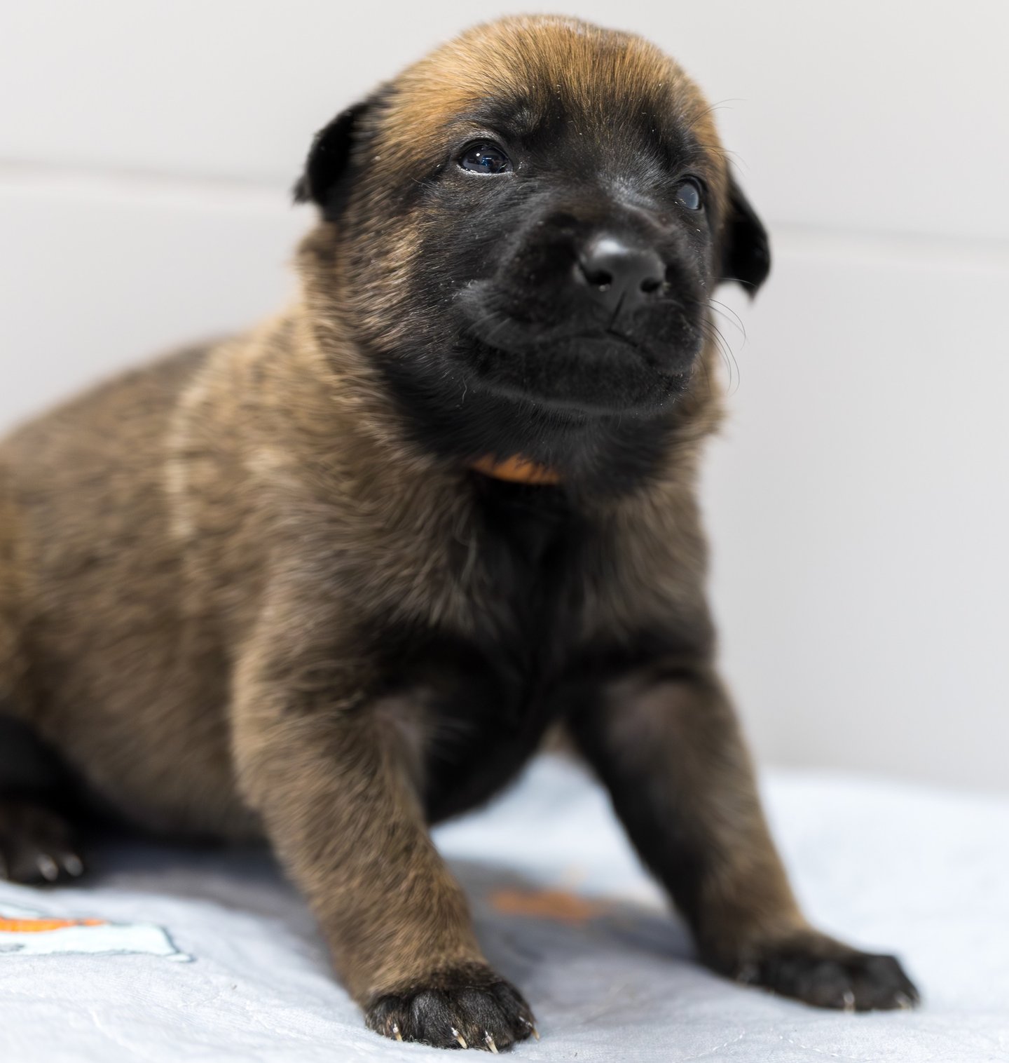 Belgian Malinois puppies for sale in Florida. Five males and three females available. July 11th 2026