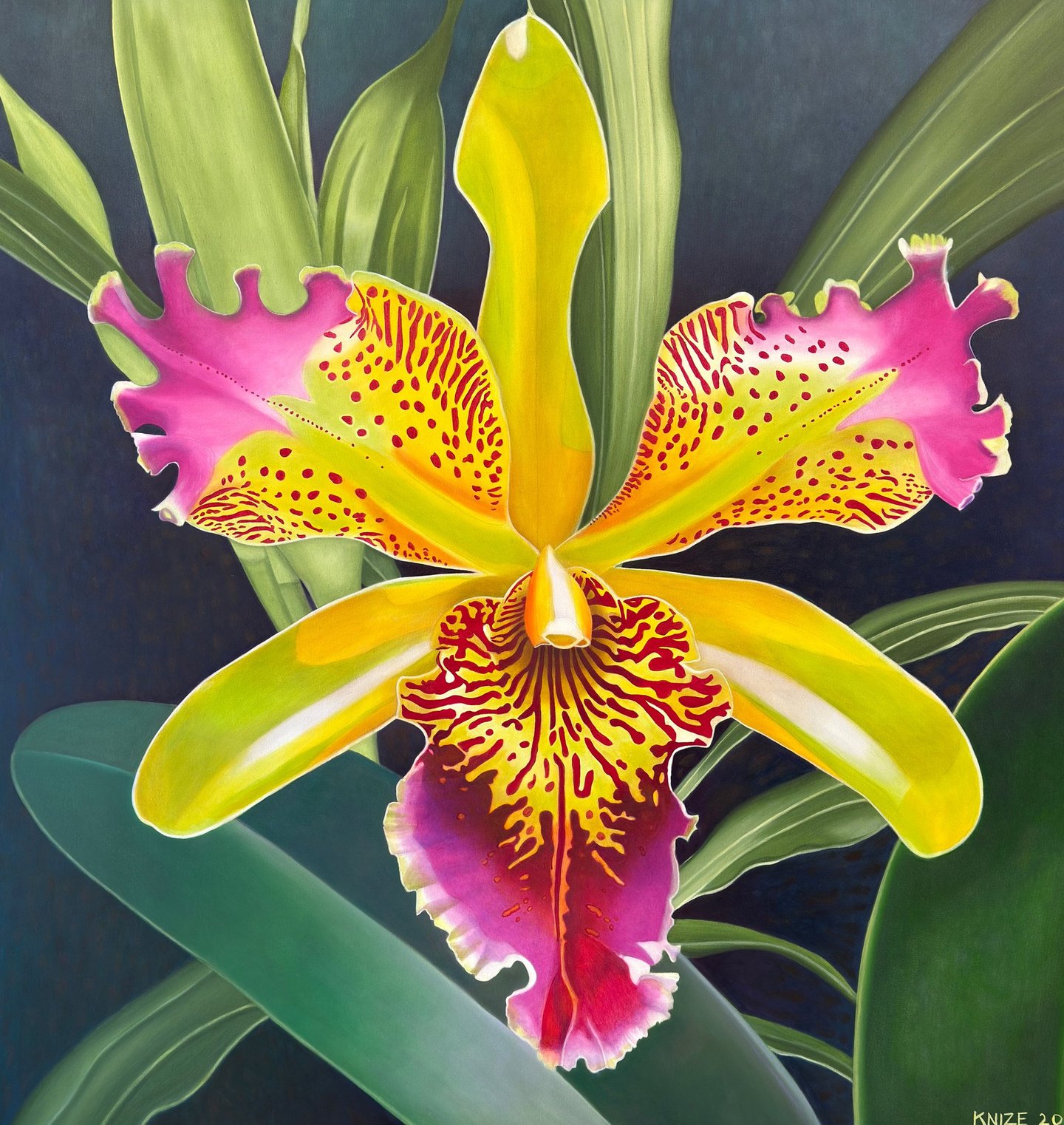 Large-scale orchid painting by Christine Knize,Orchidelirium series,72 x72, contemporary realism