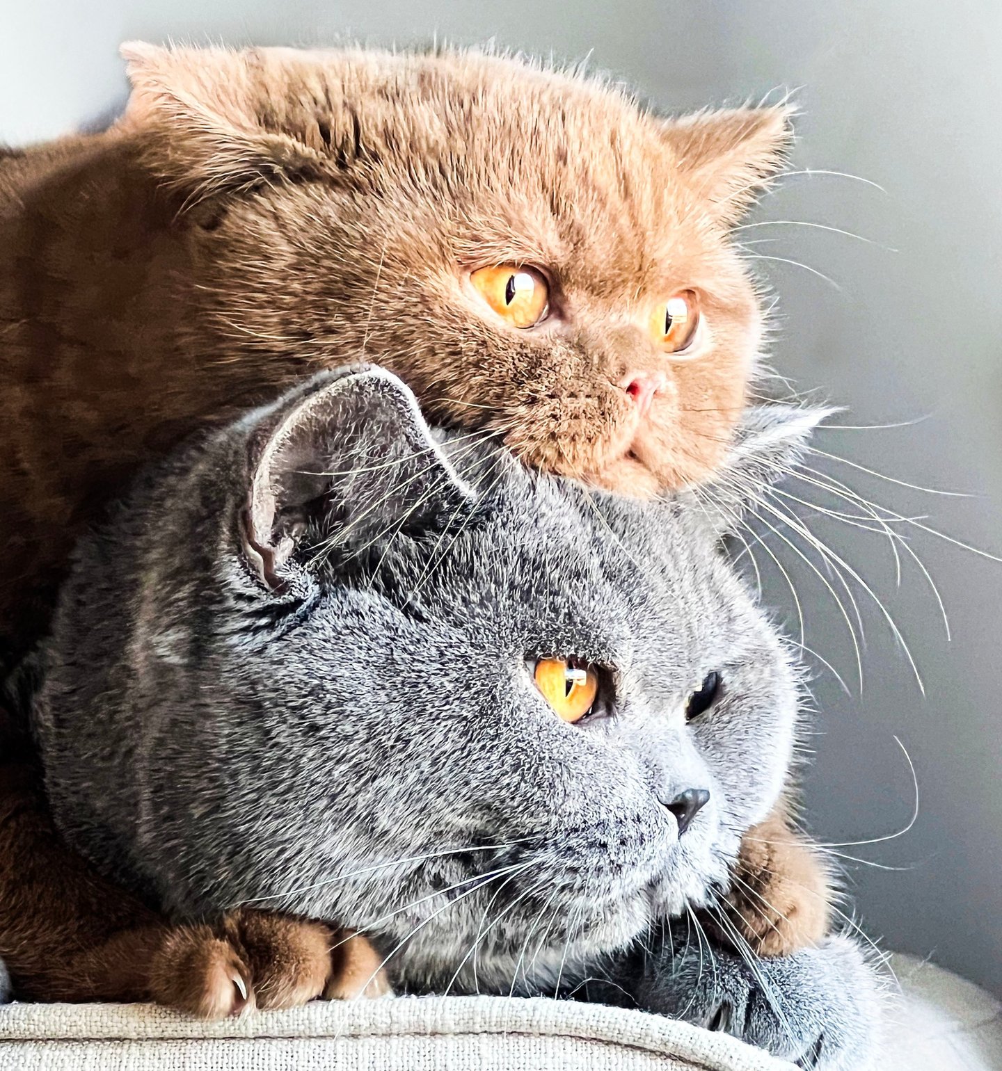 Blue and Cinnamon British Shorthair kitten with round face and plush coat