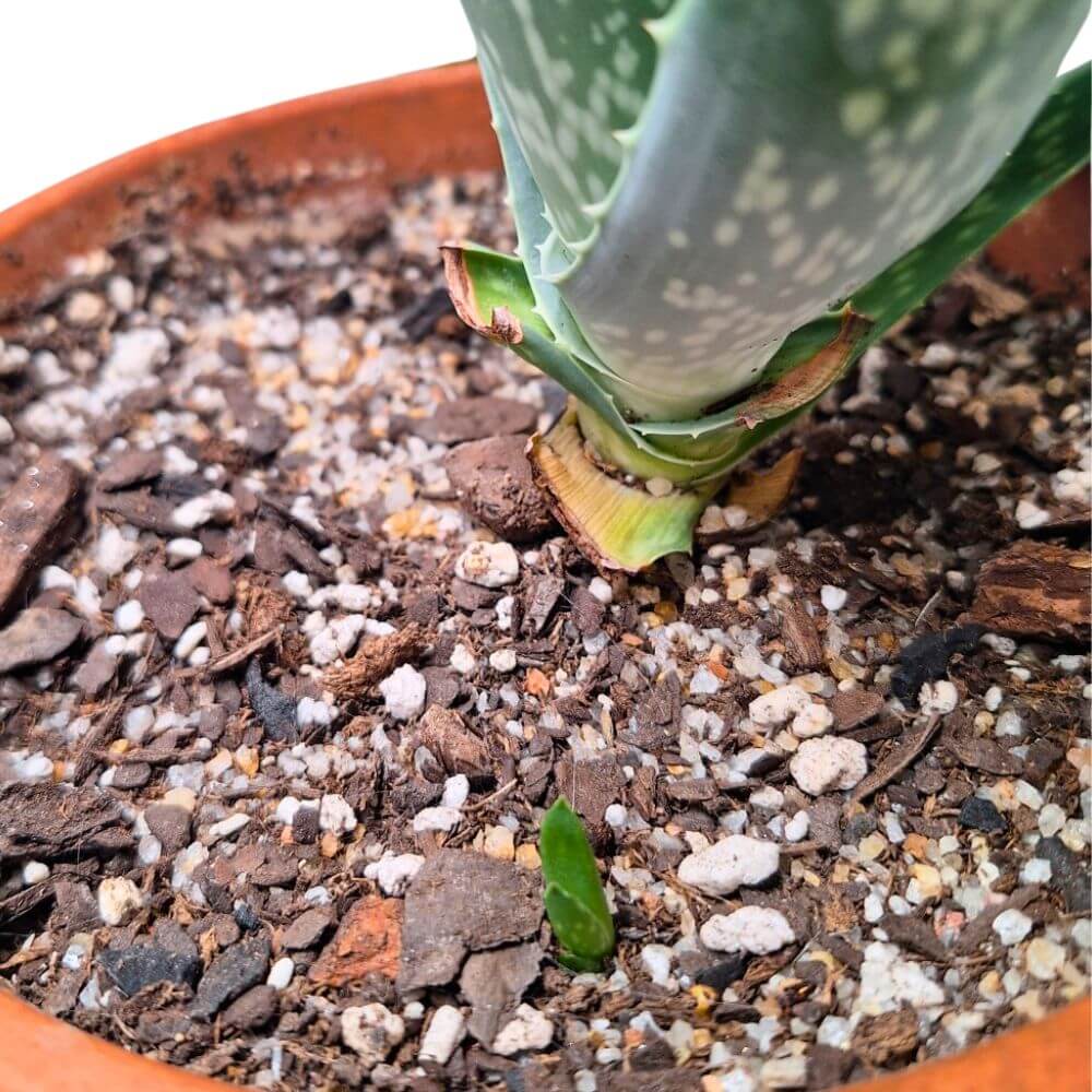 fast draining succulent soil mix with pumice perlite sand and bark in terracotta pot