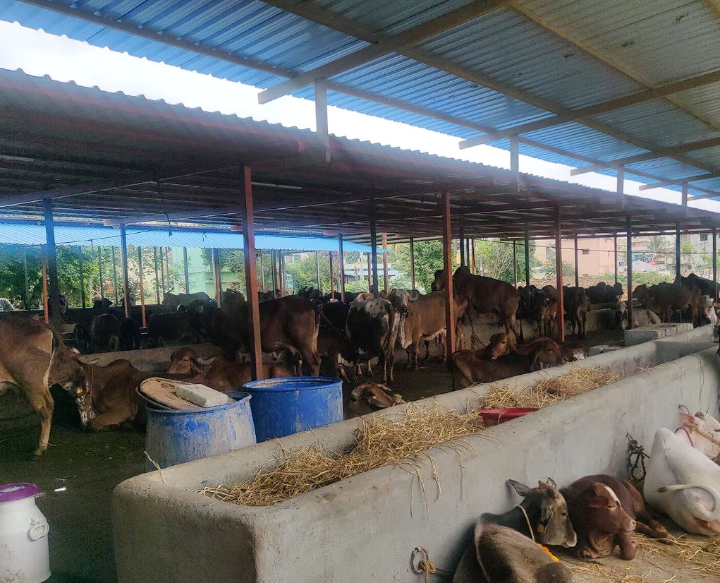Cows resting in a sheltered dairy farm shed with concrete feeding troughs and hay.