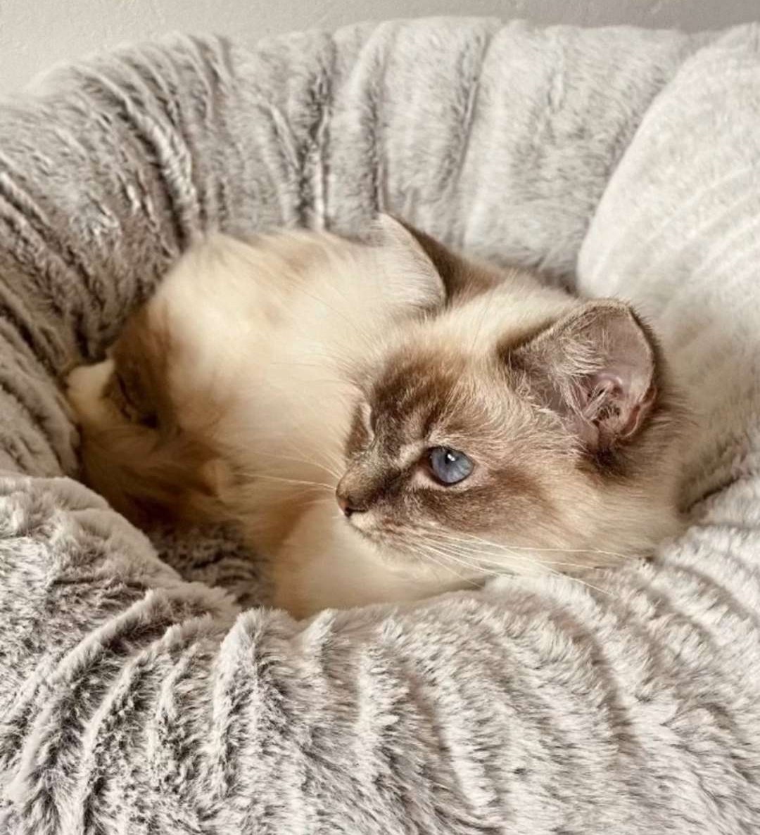 Utopia - Sacré de Birmanie Blue Tabby Point