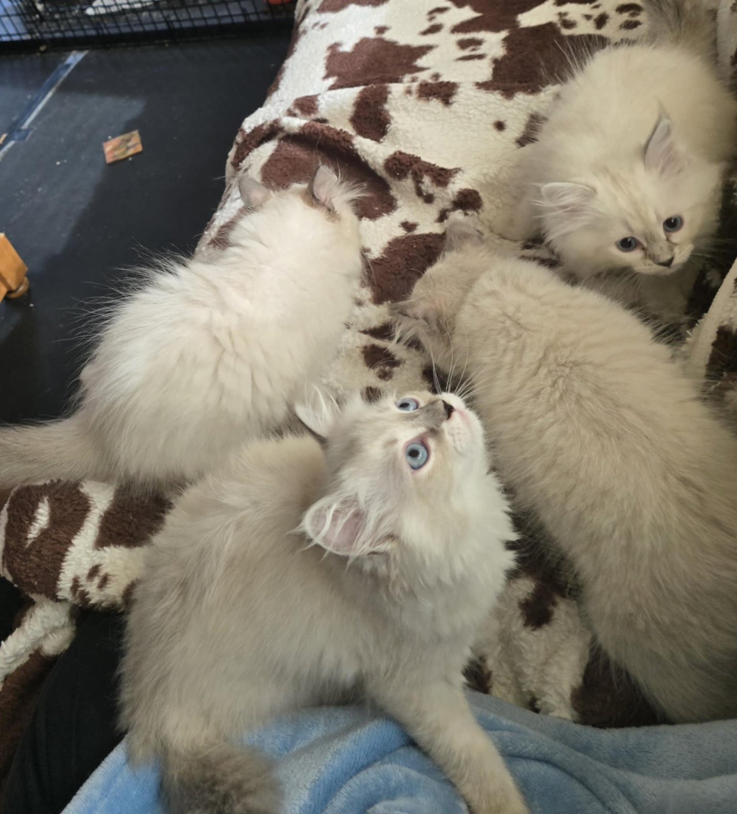 Color Point Hypoallergenic Russian Siberian Forest Cat and kittens