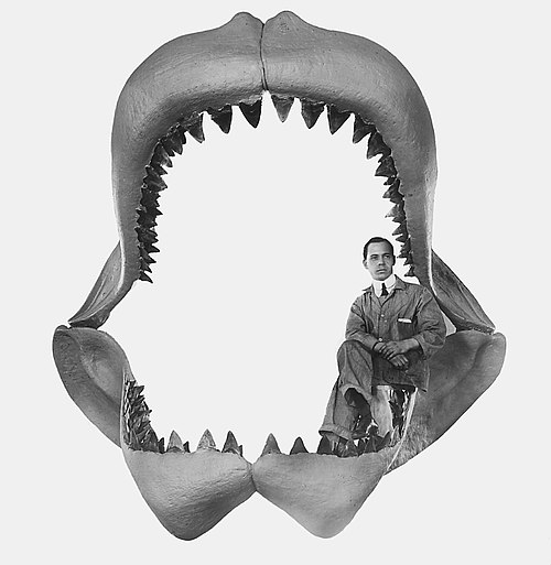 Machoire de mégalodon avec un homme assis dedans pour comparer la taille