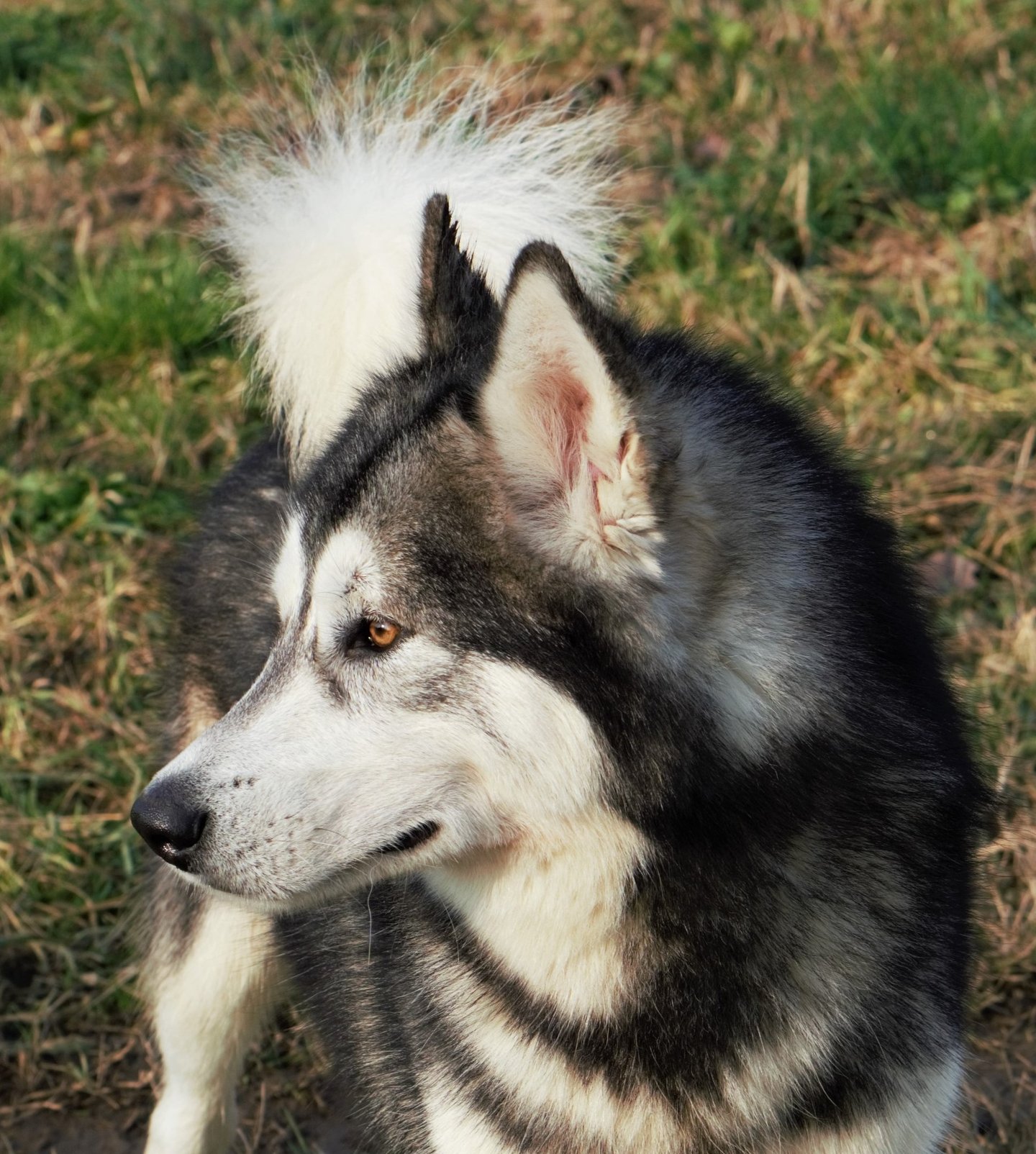 alaskan malamute grigio lupo bianco, wolf grey