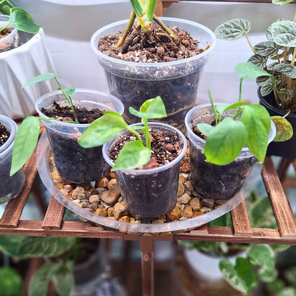 indoor plant pot setup with clear nursery pot showing proper drainage