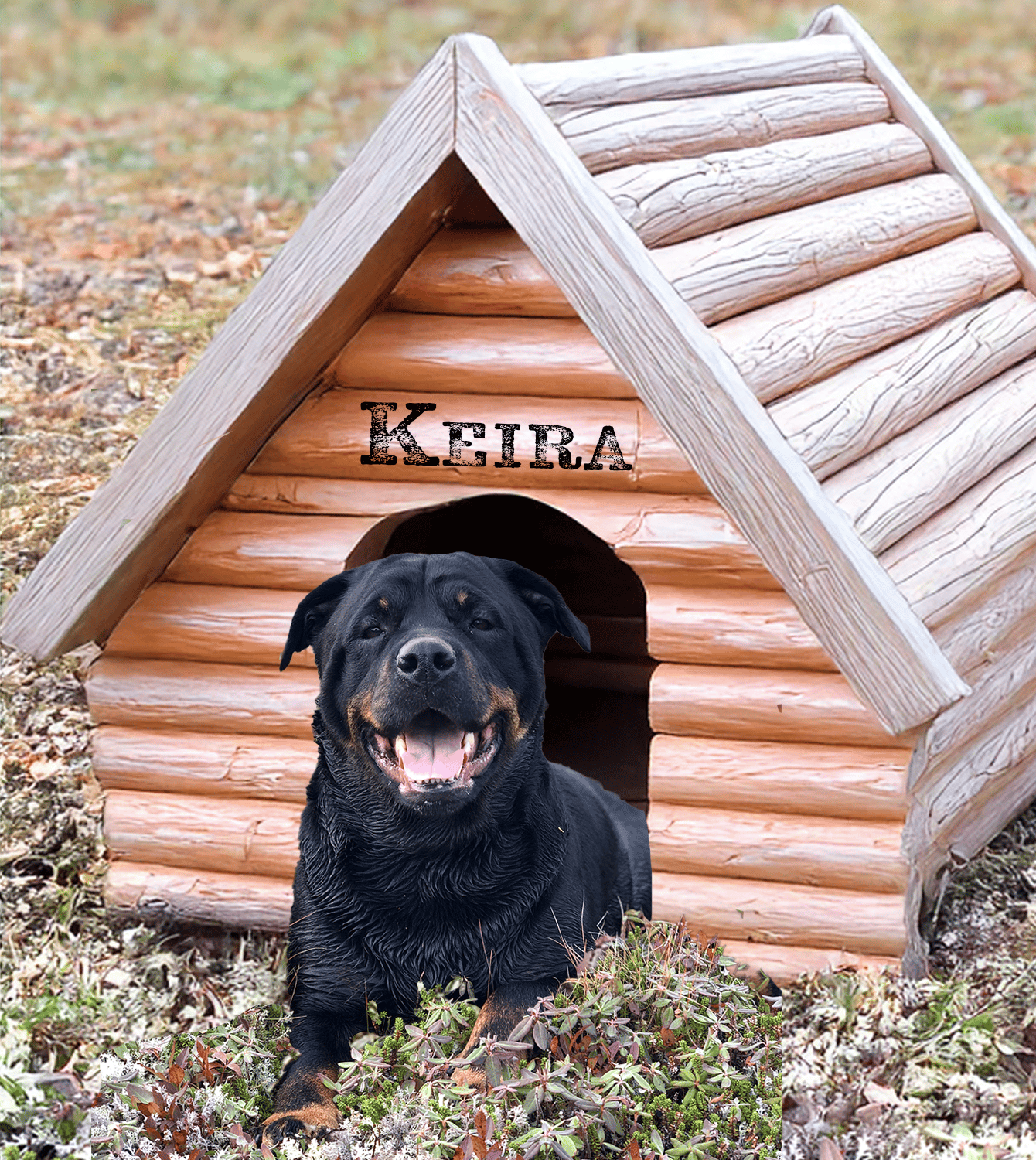 A dog house with a rottweiler sitting in the grass. The dog’s name is Keira, the namesake of our biz