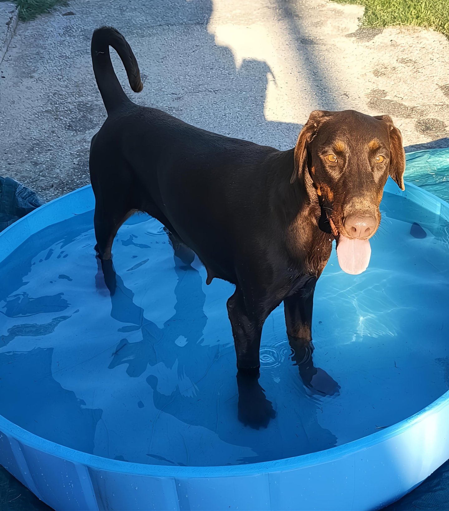 A brown dobermann Mesola Ferrara emilia romagna