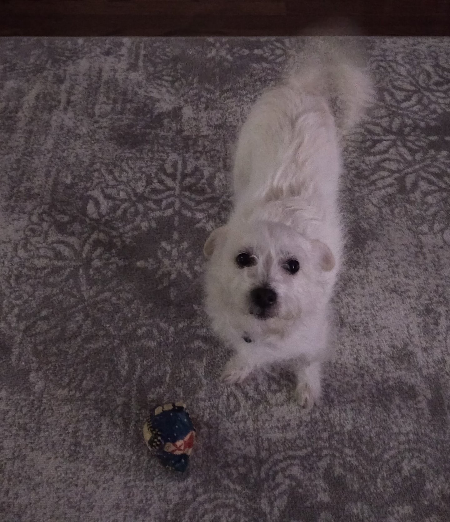 Spellbound Ceremonies dog memorial