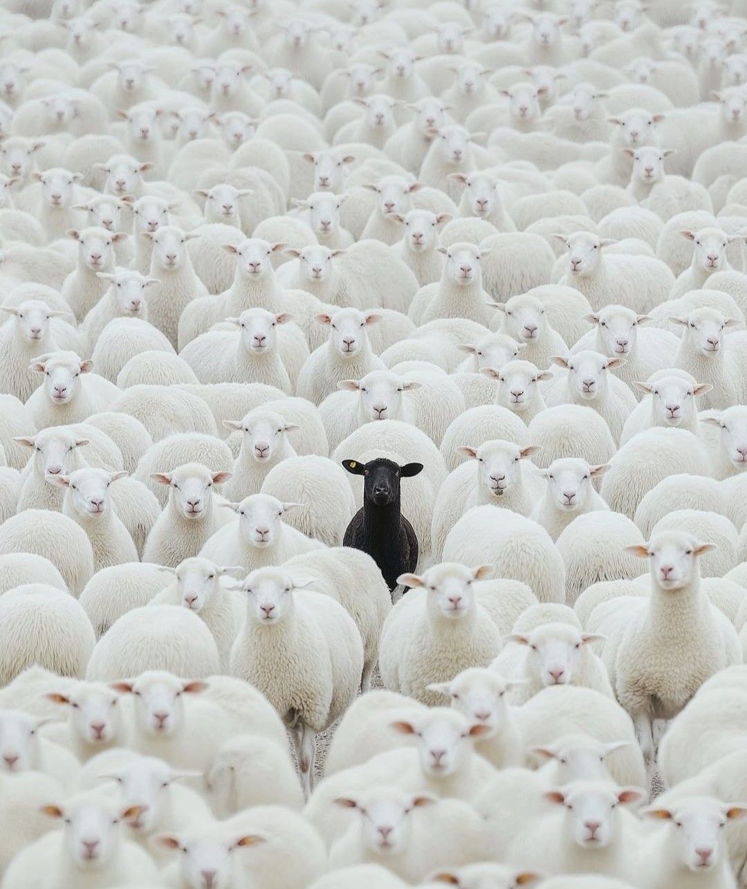 Mouton noir de la famille