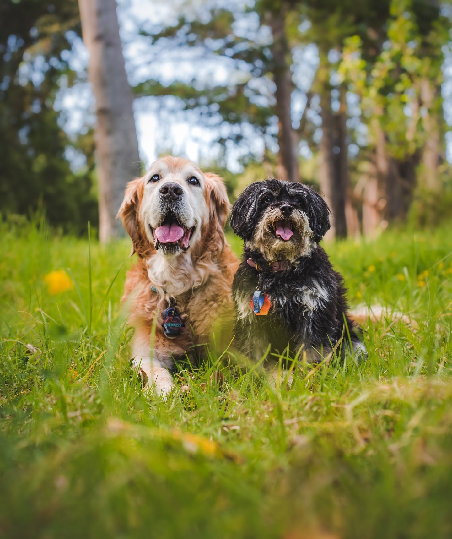 Dog photographed during Urban Wolves training