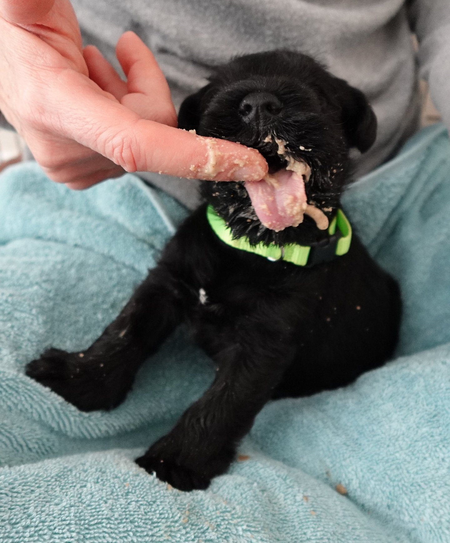 Chiot Schnauzer miniature noir