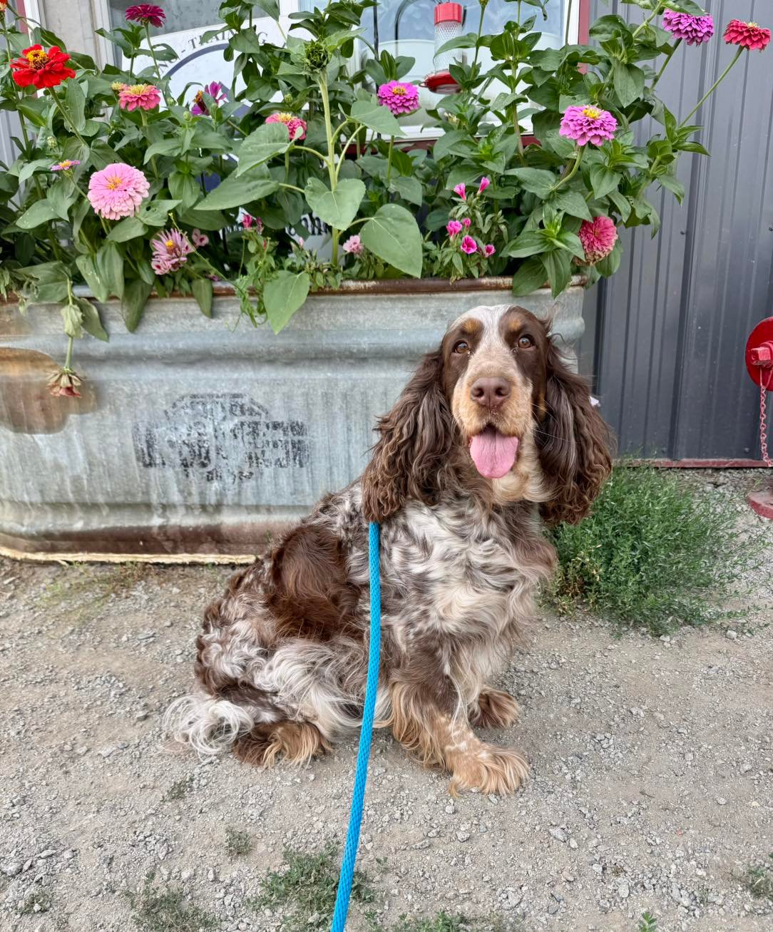 Mountain view kennel FAQ page. Answers to the most commonly asked questions.