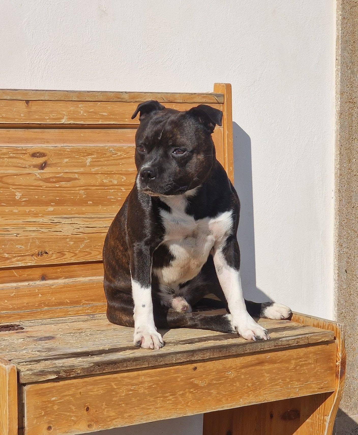 Allevamento Staffordshire Bull Terrier Grecalestaffs Sicilia