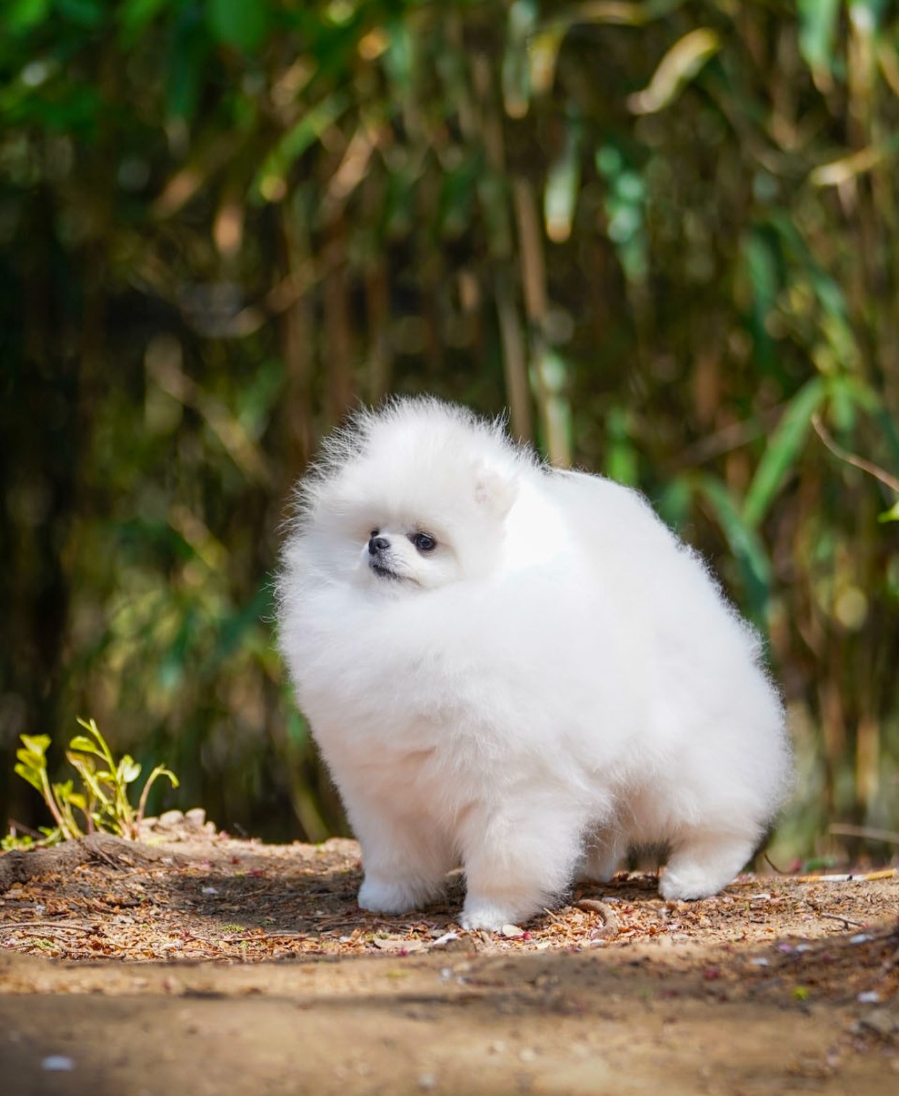 Cachorros pomeranian blancos pequeños 