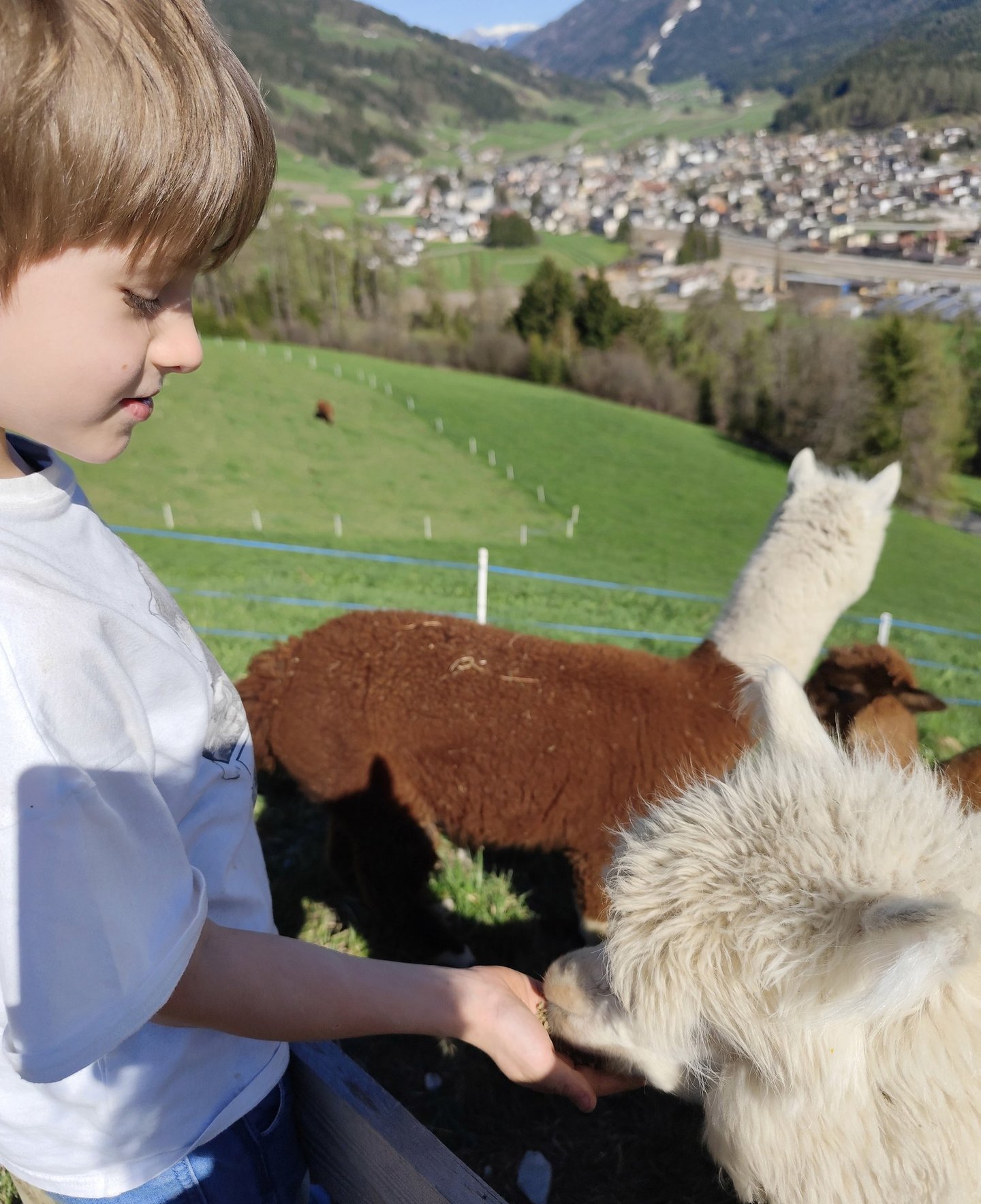 Vertraune aufbauen zu einem Alpaka
