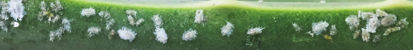 Mealy bugs on plant stem