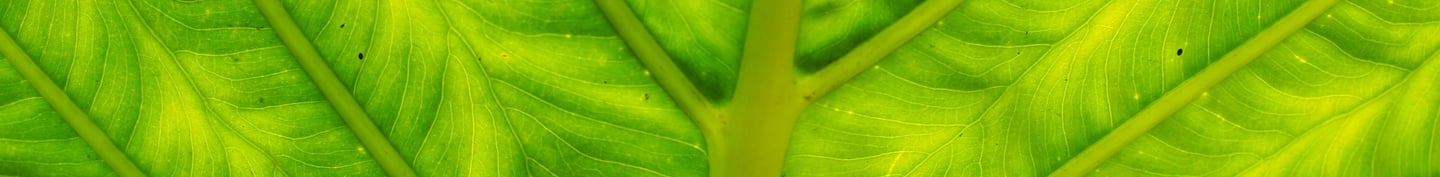 Yellowing leaf with black dots