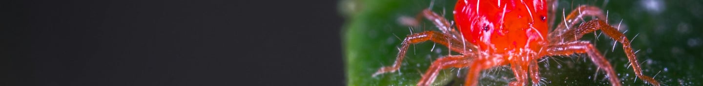 Red spider mite