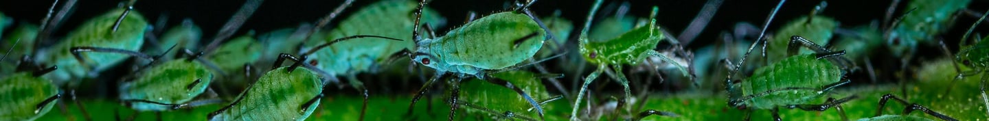 Green aphids
