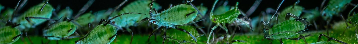 Green aphids