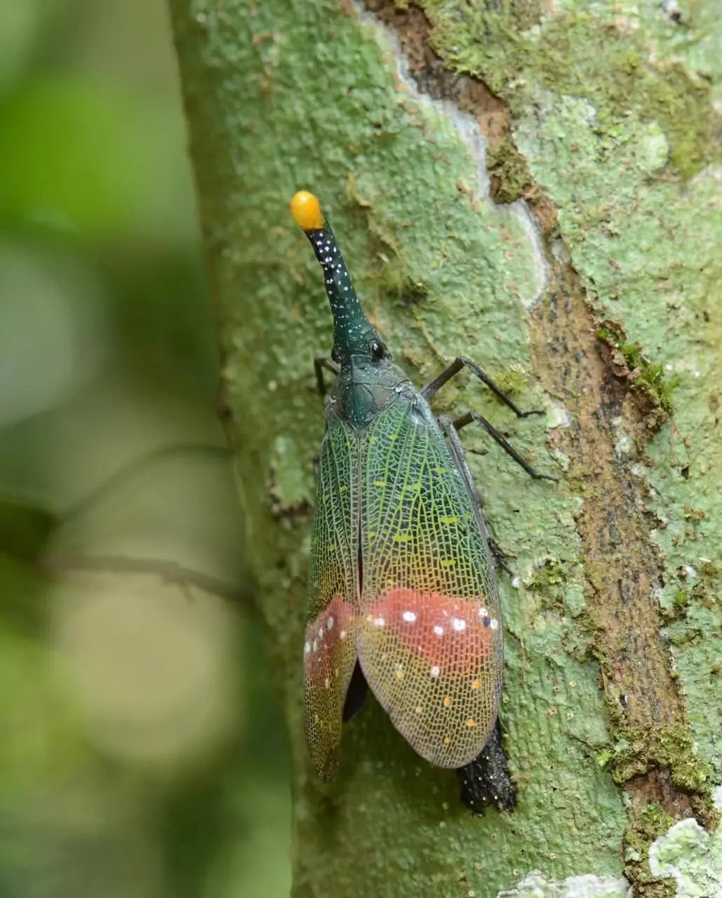 A colorful lanternfly with patterned wings and a long snout rests on a green tree trunk.