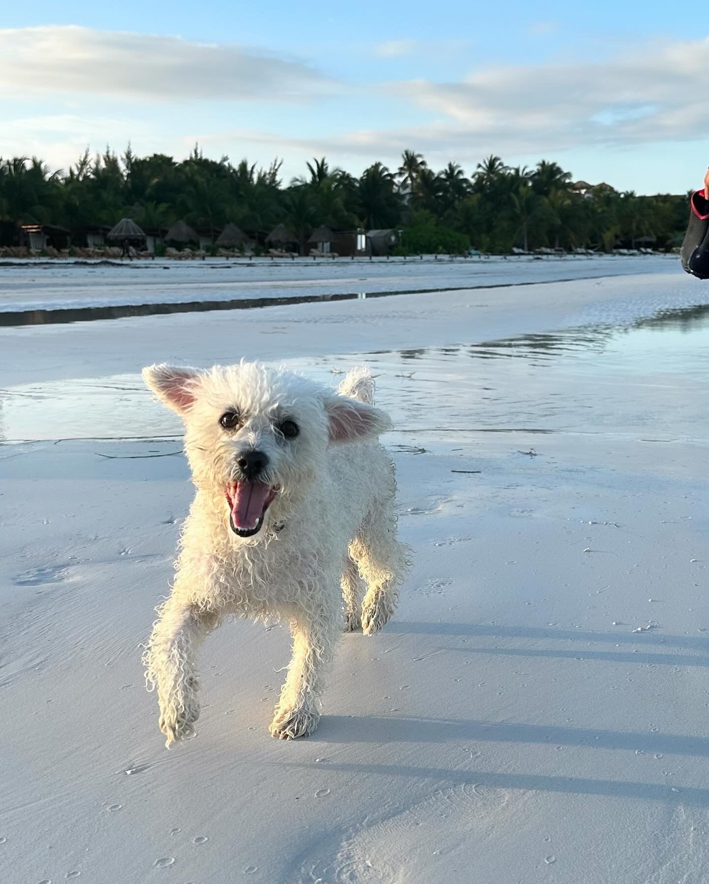 Perro en playa Holbox