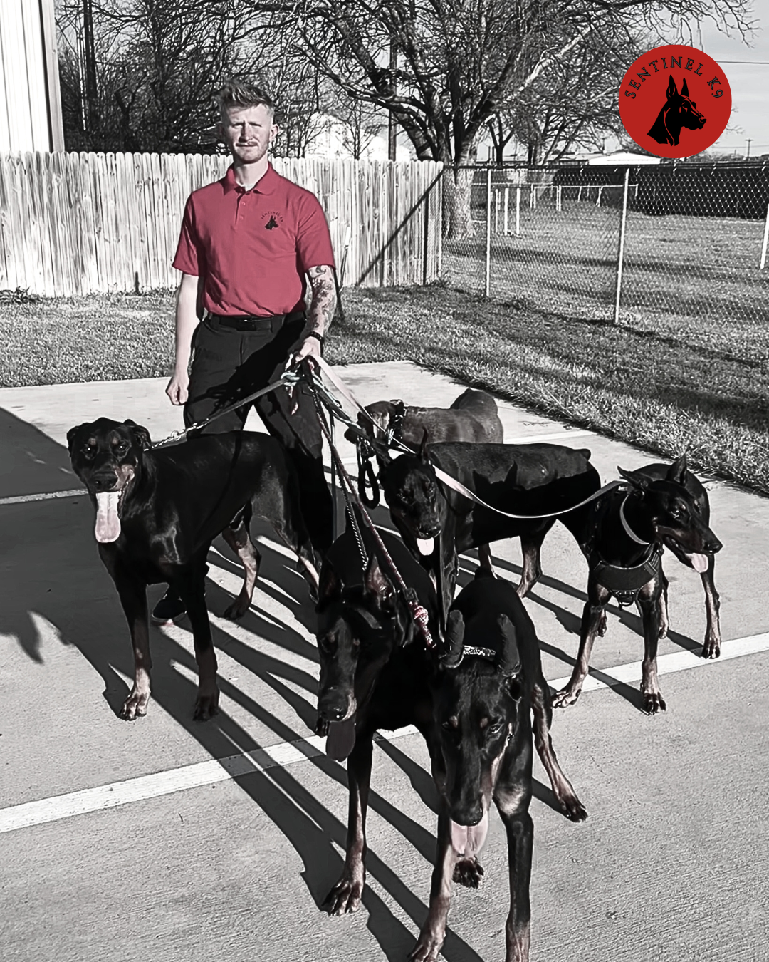 Trainer walking multiple dogs at Sentinel K9 training facility outdoors