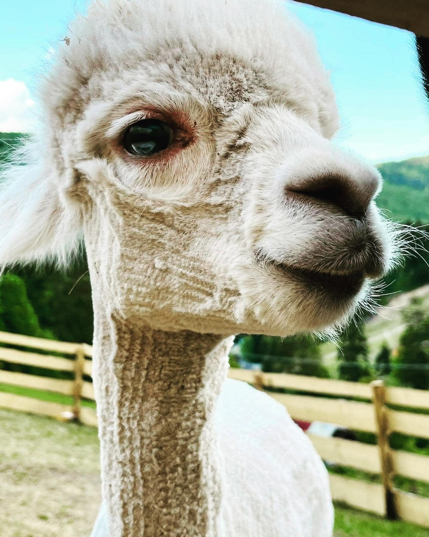 zwierzyniec, alpaki, kozy, owce, dla dzieci