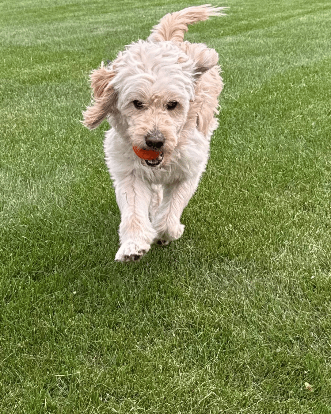 a dog is running through the grass in the yard