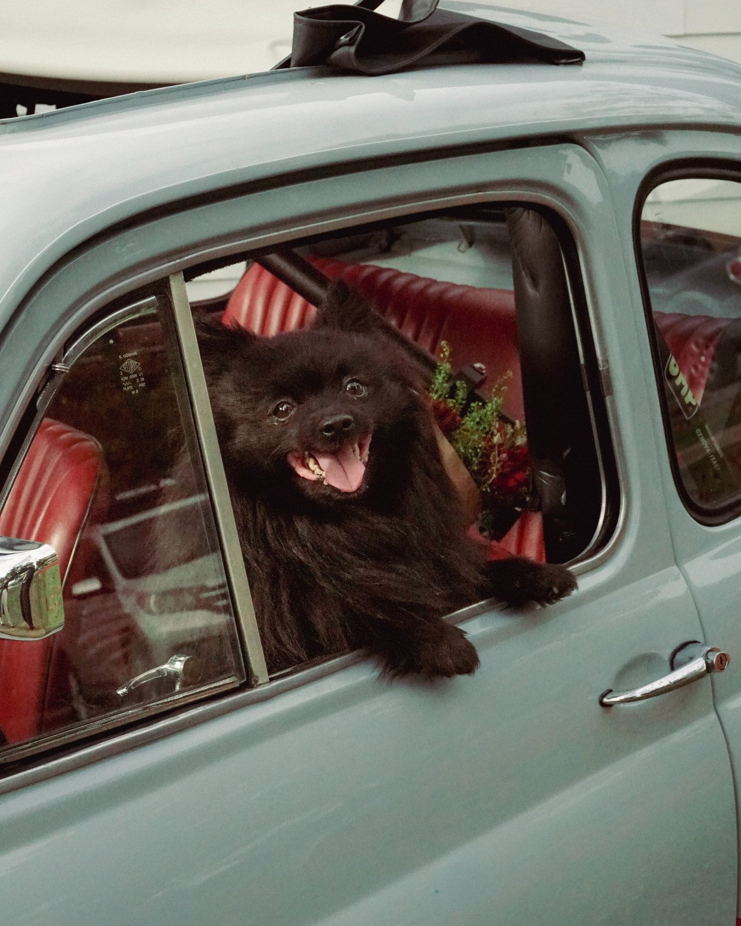 Photo of a black Pomeranian sitting in the passenger seat of a 1974 Fiat 
