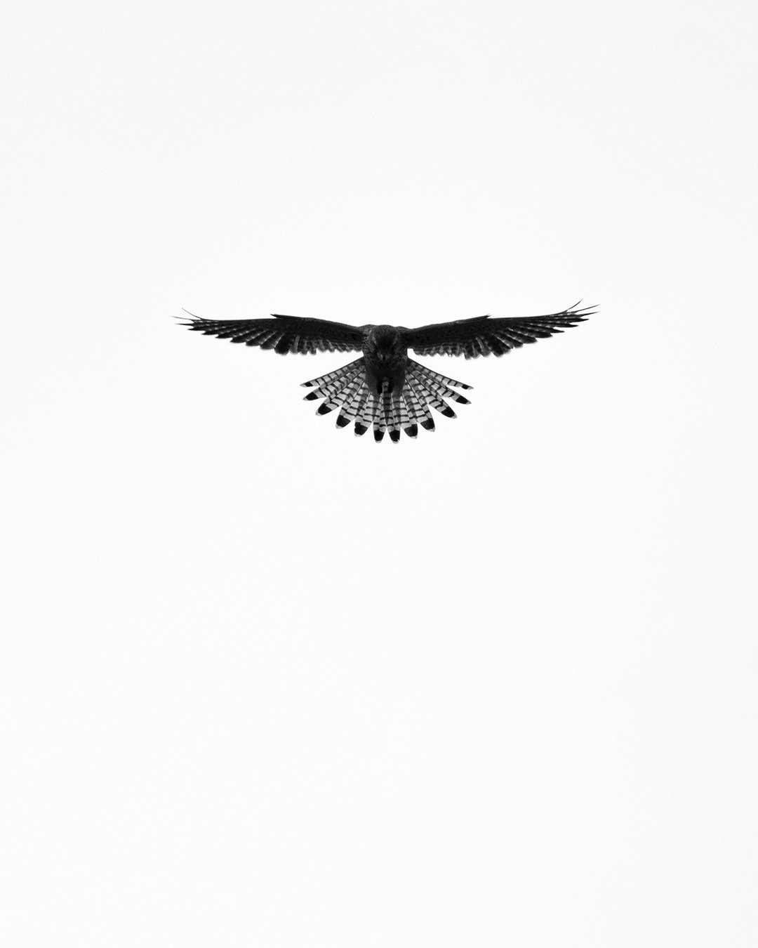 Greifvogel im Flug – Beispiel aus der Masterclass Tierfotografie Basel.