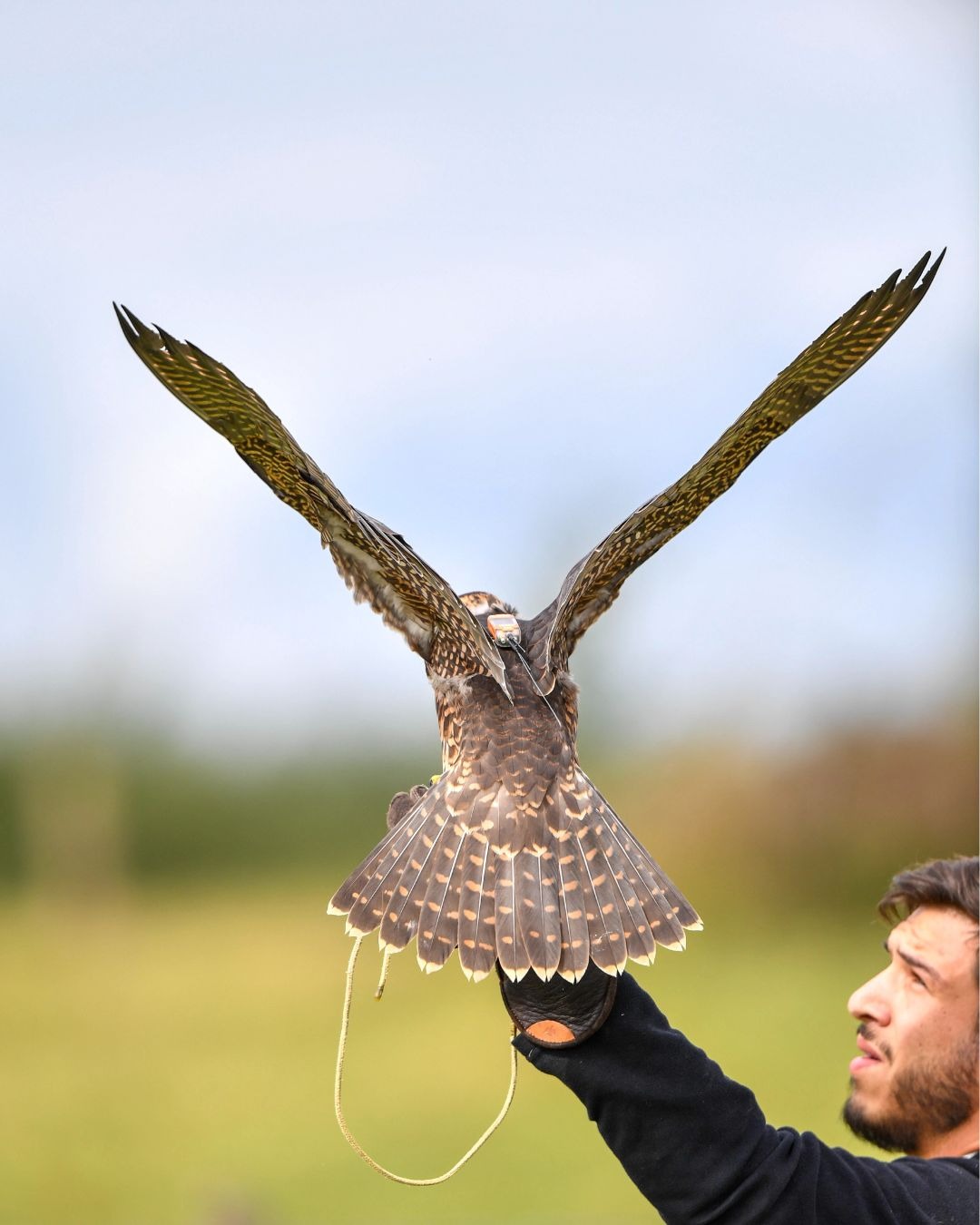 Falco Eco Solutions - faucon au poing de son fauconnier