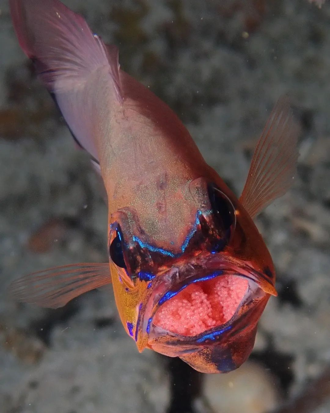 frontal view of a brooding cardinal fish, with eggs on its mouth