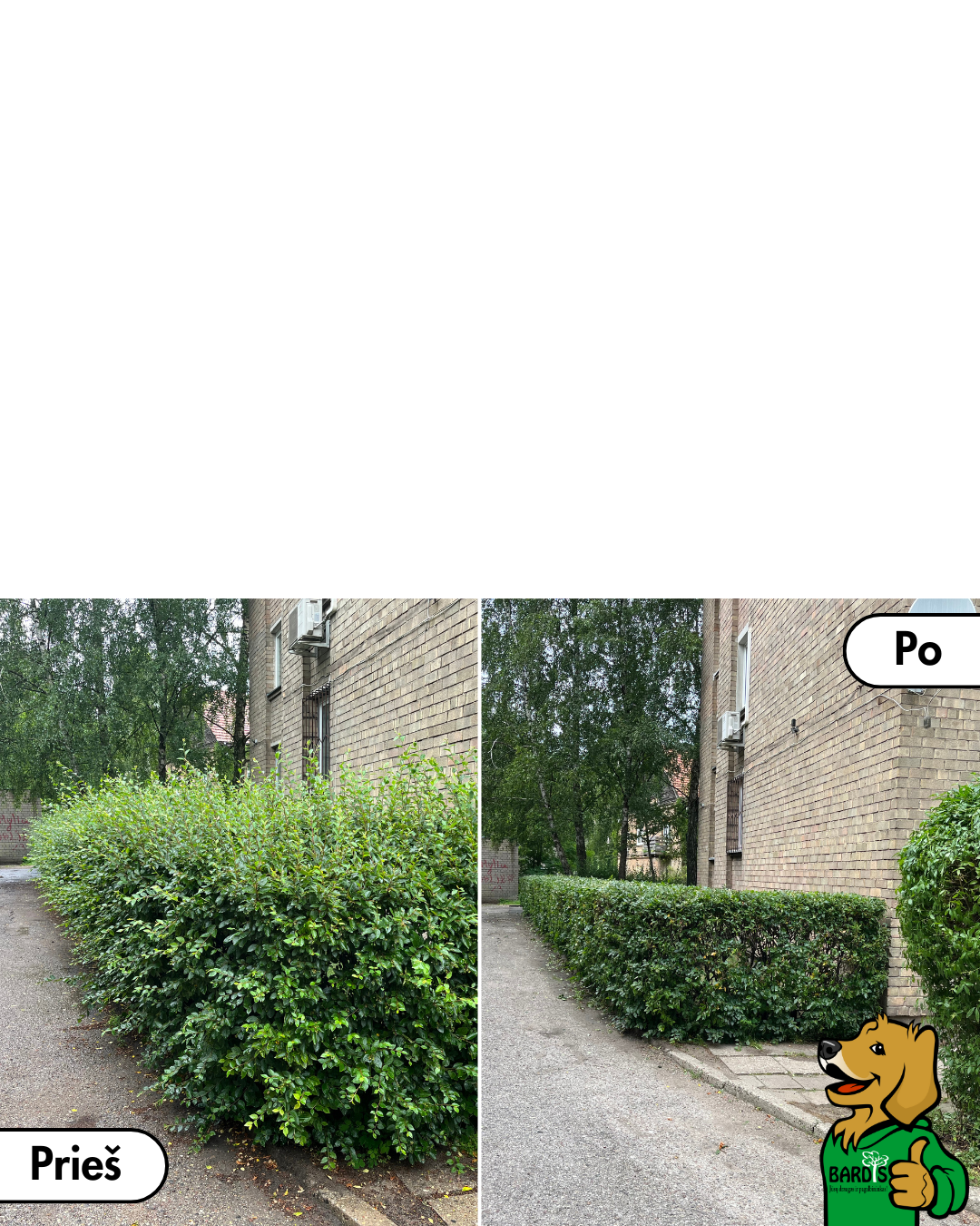 Gyvatvorės genėjimas prieš ir po