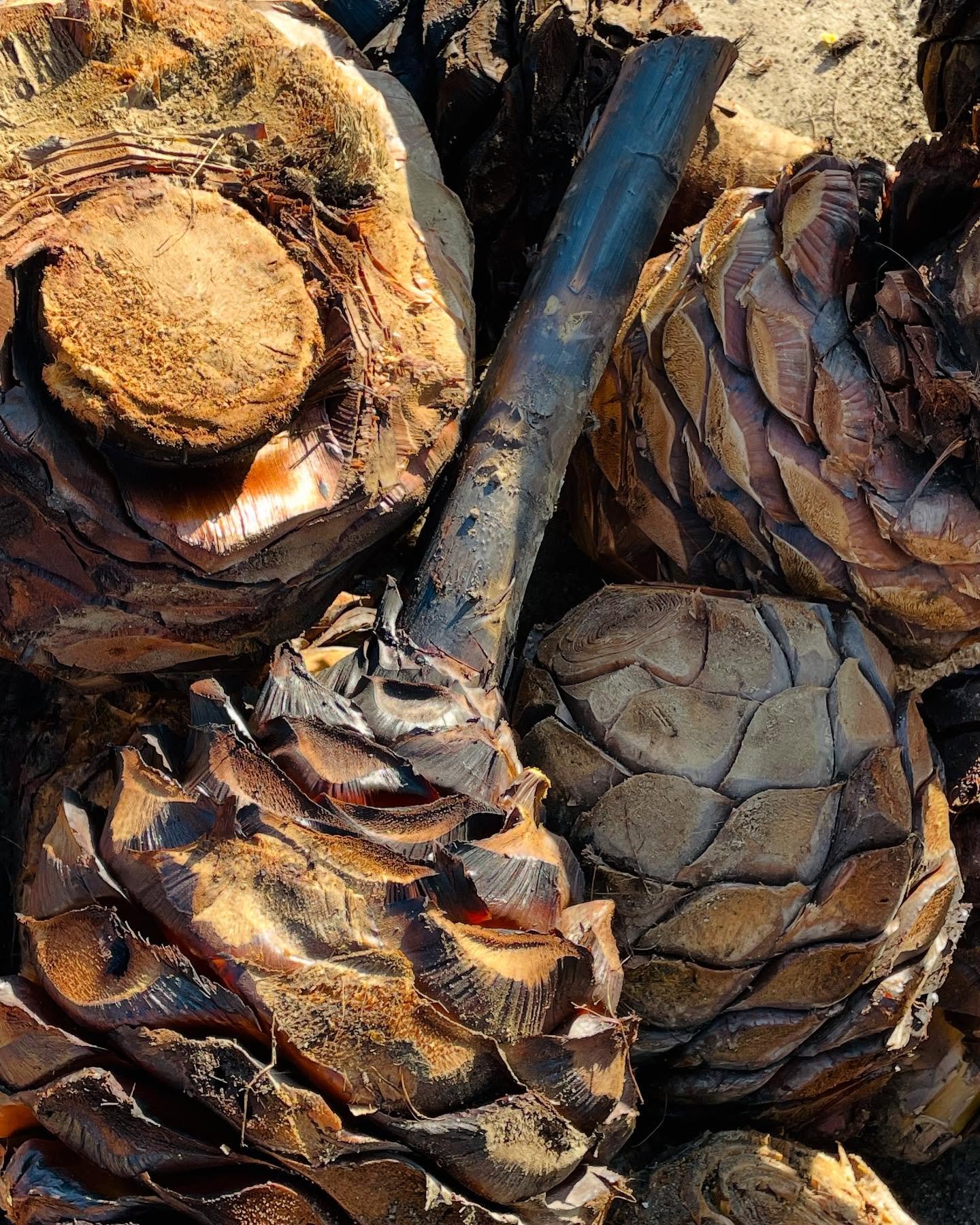 Close-up of roasted agave hearts showing the caramelization process used in Machee production.