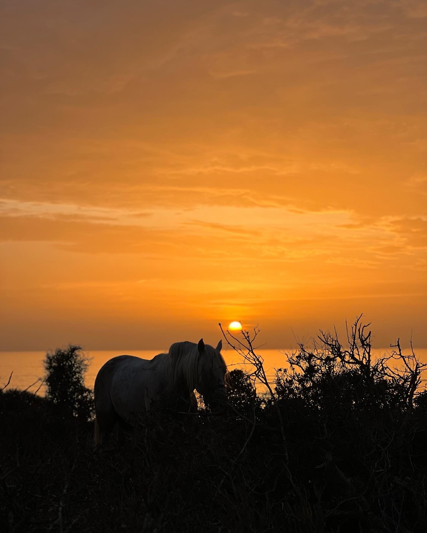cheval au coucher de soleil pendant le bivouac en randonnée