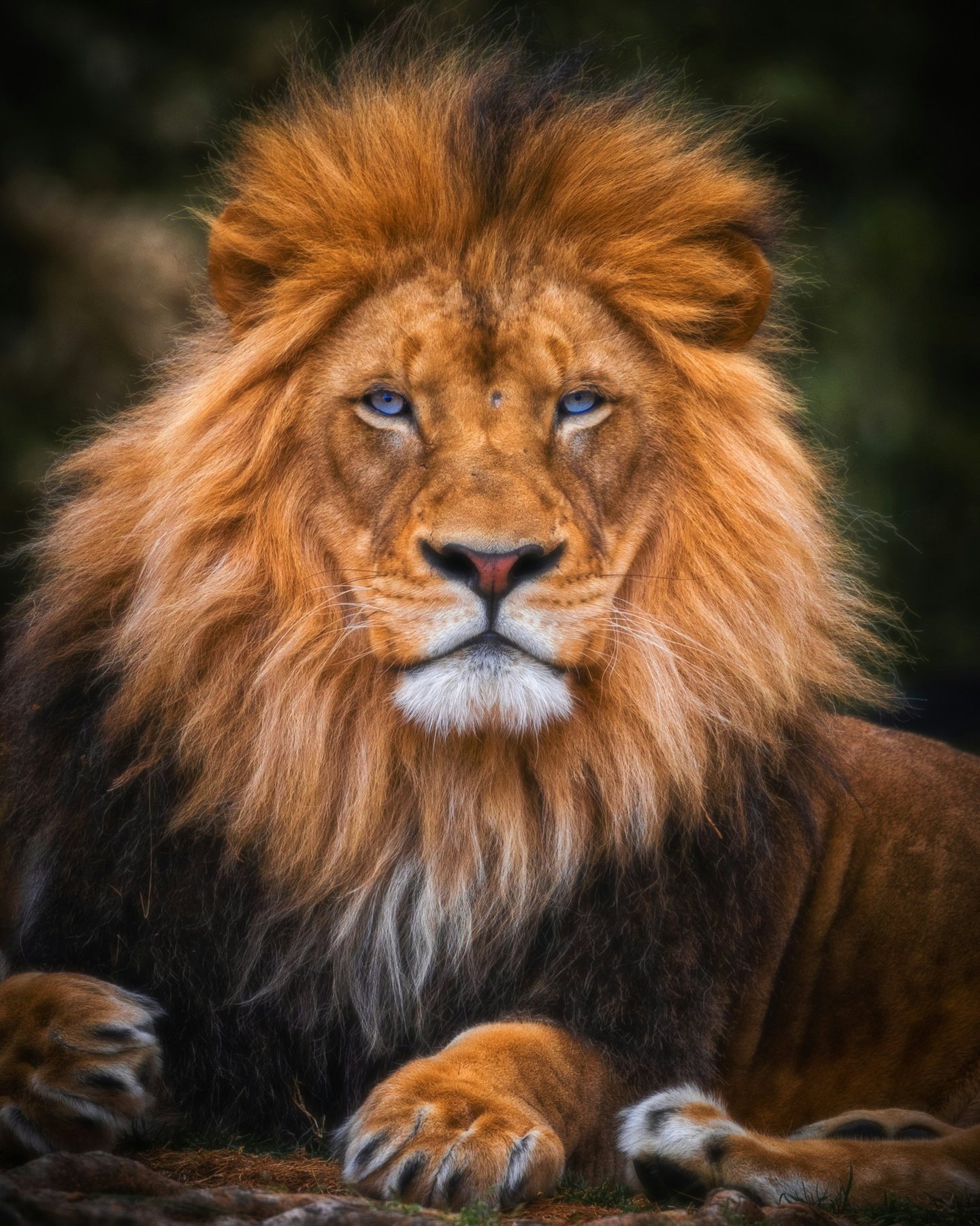 Majestic male lion with a thick orange mane and striking blue eyes resting in the wild.