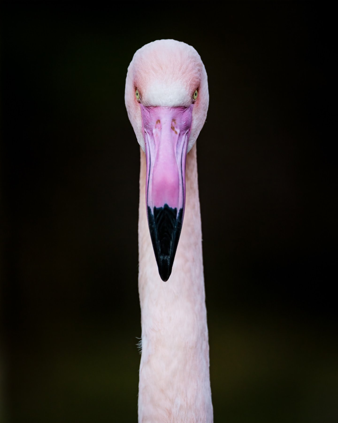 Pink Flamingo