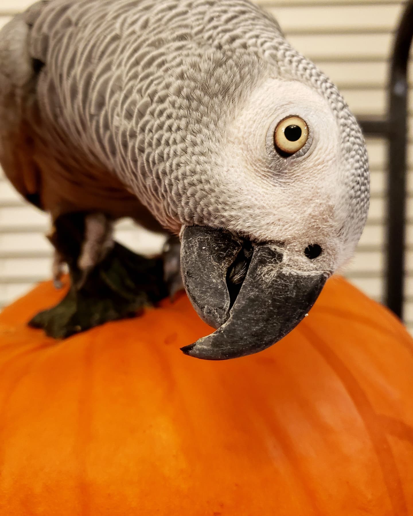 African Grey parrot standing on pumpkin