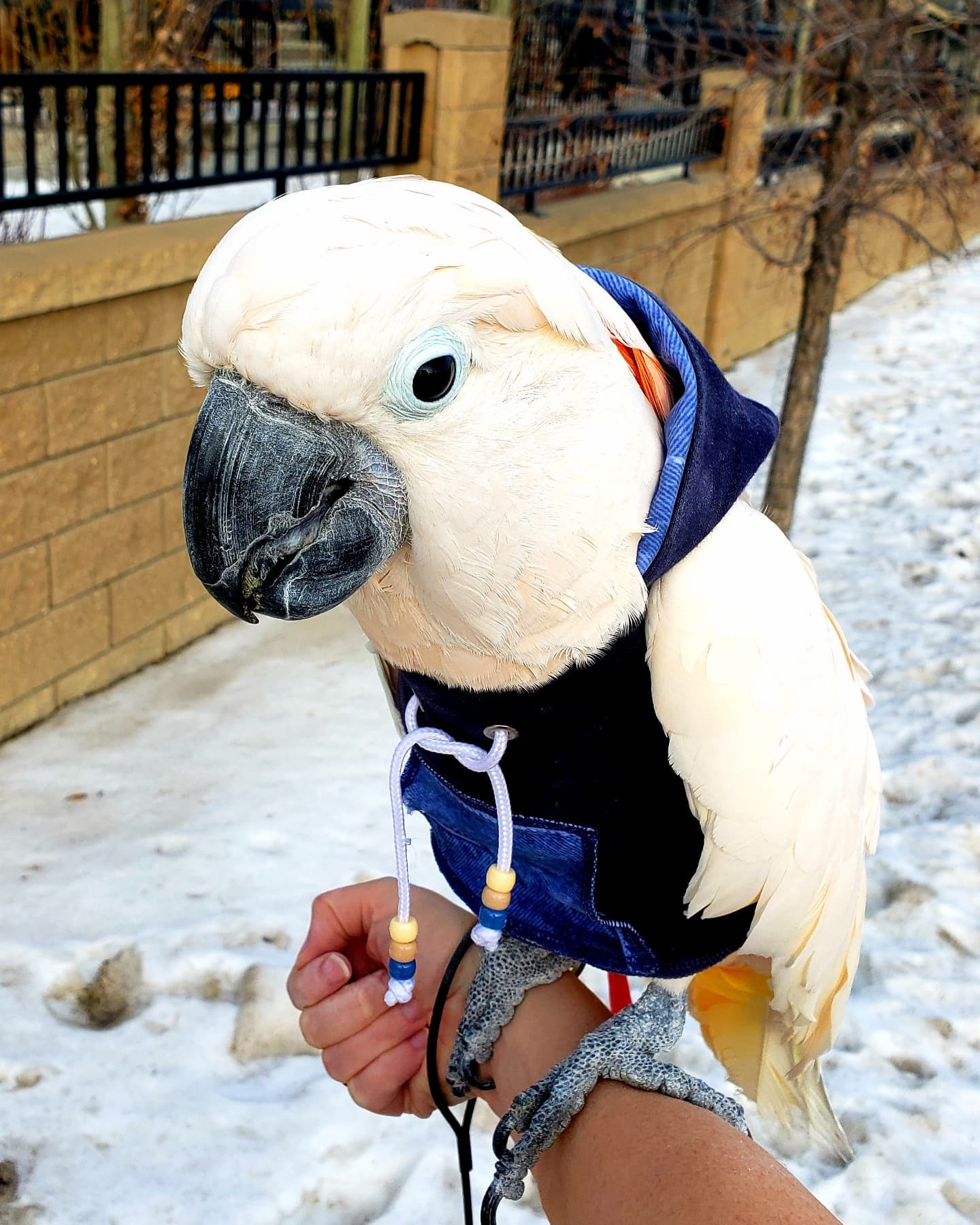 Moluccan Cockatoo wearing blue denim hoodie in the snow