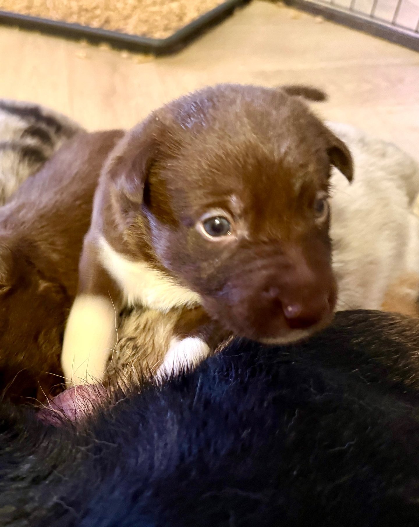 25-day-old puppy finishing nursing from its mother