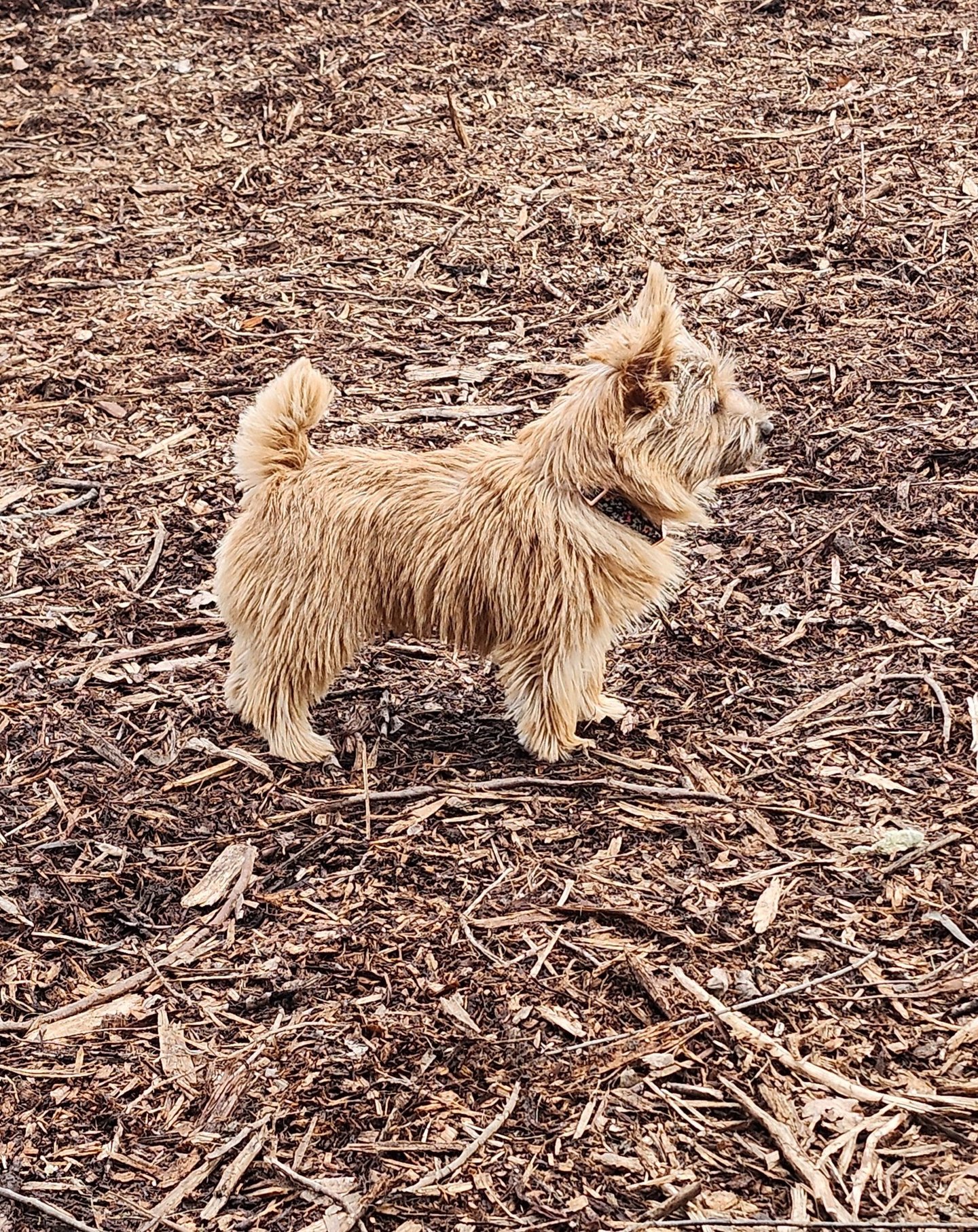 small dog at Little Britain Pet Resort