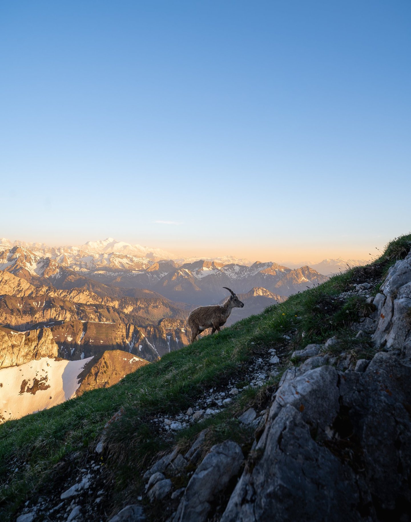 bouquetin dans les alpes