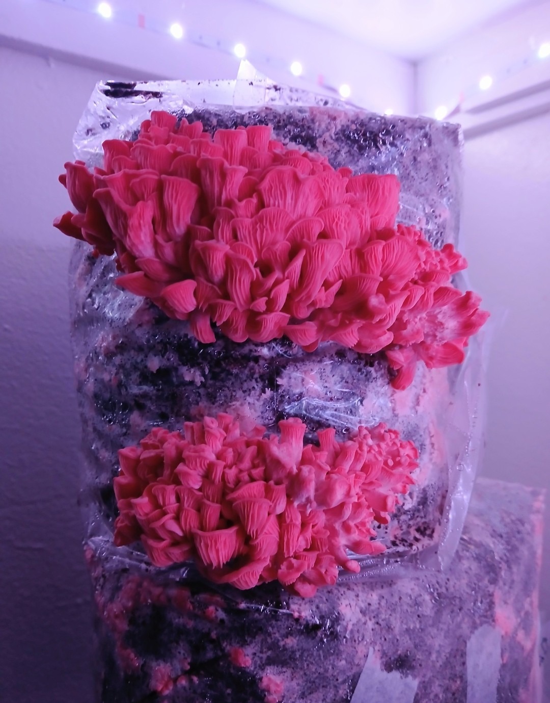 pink oyster growing under led lights
