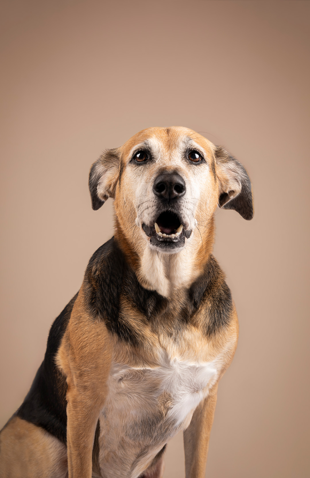 mascota en foto estudio profesional