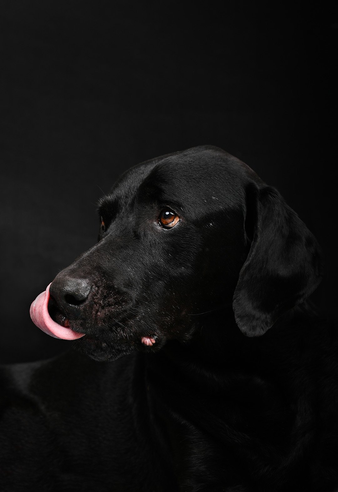 foto de mascota perro en bogota